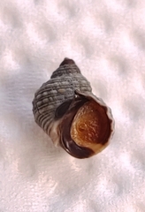 Echinolittorina radiata