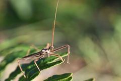 Australcmena lineativentris