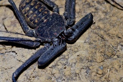 Phrynus whitei