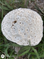 Calvatia cyathiformis