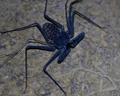 Phrynus whitei