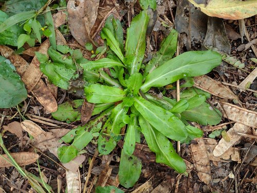 Gamochaeta purpurea observed 2022-12-23