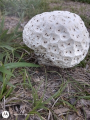 Calvatia cyathiformis