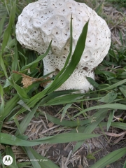Calvatia cyathiformis