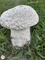 Calvatia cyathiformis
