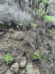 Acmispon dendroideus