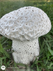 Calvatia cyathiformis