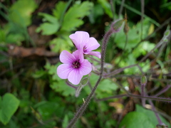 Geranium maderense