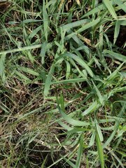 Urochloa mutica