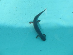 Pseudotriton ruber ruber