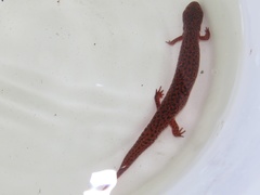 Pseudotriton ruber ruber