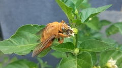 Xylocopa augusti