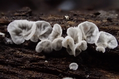 Cyphellaceae