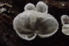 Cyphellaceae