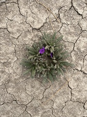 Nama hispida spathulata