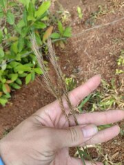 Melinis minutiflora