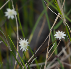 Actinotus minor