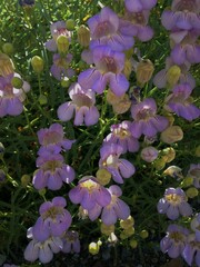 Penstemon fruticiformis amargosae