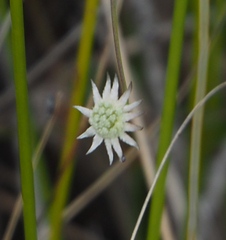 Actinotus minor