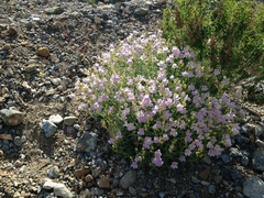 Penstemon fruticiformis amargosae
