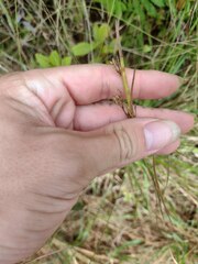 Fimbristylis dichotoma