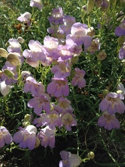 Penstemon fruticiformis amargosae