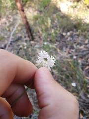 Xanthosia atkinsoniana