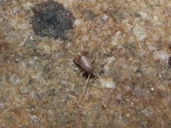 Myrmecophilus pergandei