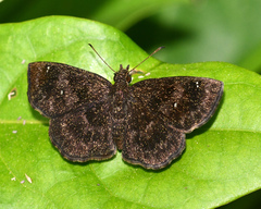 Staphylus ascalaphus