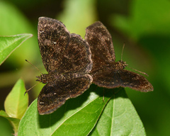 Staphylus ascalaphus