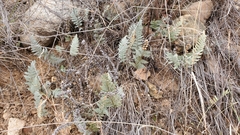 Myriopteris lindheimeri