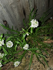 Lobularia