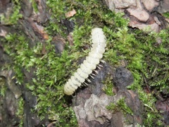 Arthrophaga myriapodina