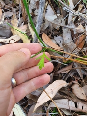 Xanthosia atkinsoniana