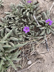 Nama hispida spathulata