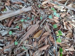 Cocculus orbiculatus