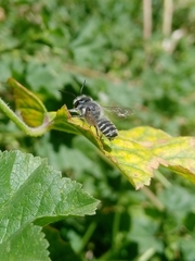 Megachile lippiae