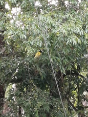 Coccothraustes abeillei