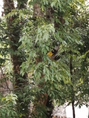 Coccothraustes abeillei