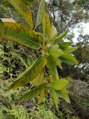 Lophostemon confertus