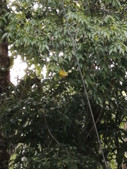 Coccothraustes abeillei