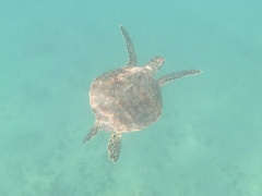 Caretta caretta
