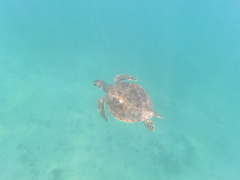 Caretta caretta