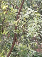 Coccothraustes abeillei