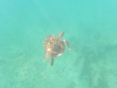 Caretta caretta