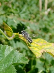 Megachile lippiae