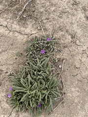 Nama hispida spathulata