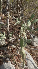 Opuntia karwinskiana