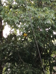 Coccothraustes abeillei