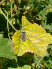 Megachile lippiae